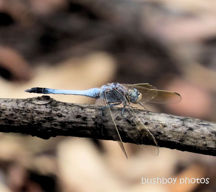 dragonfly_blue_dam_named_home_jackadgery_feb 2020