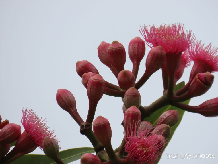 eucalypt_red_flowers_nuts_garden_named_caniaba_feb 2020
