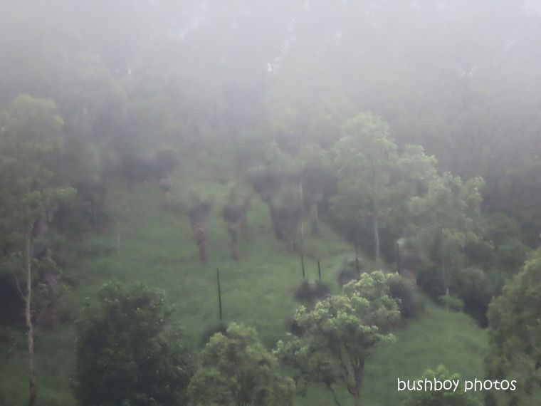 grass trees_fog_named_caniaba_feb 2020