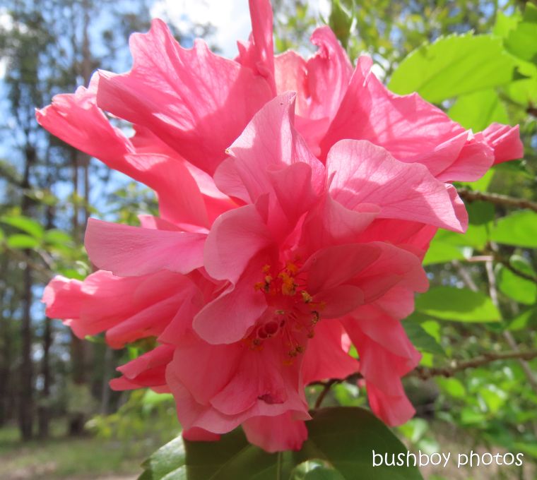hibiscus_pink_garden_named_home_jackadgery_feb 2020