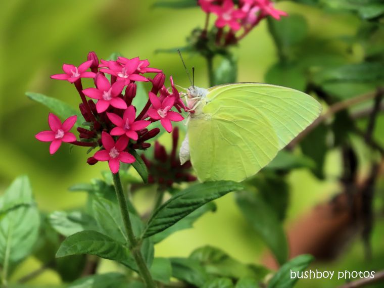 lemon migrant_butterfly_pentas_flower_garden_named_home_jackadgery_feb 2020