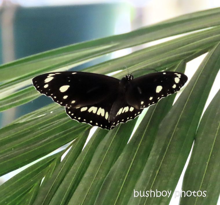 butterfly_common crow_garden_named_home_jackadgery_march 2020