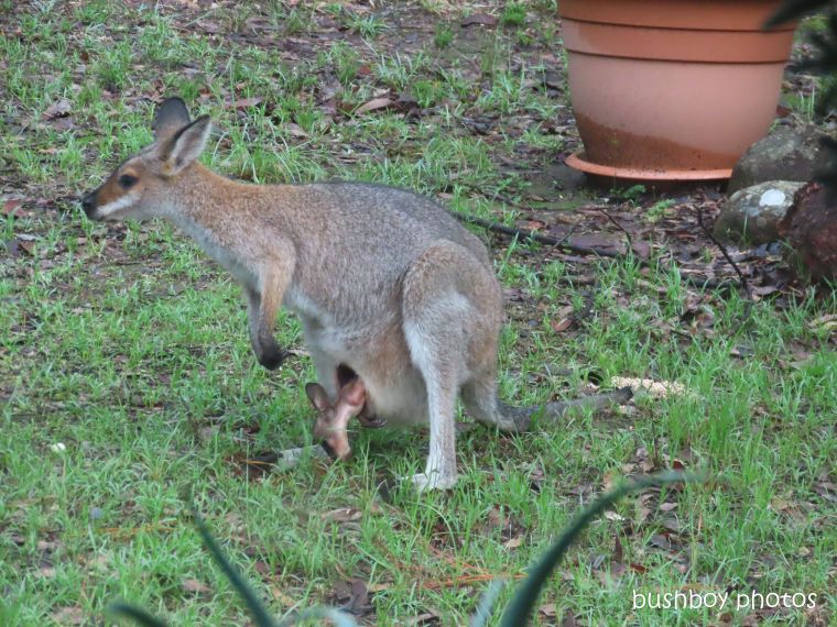 red necked wallaby_joey01_garden_durranbah