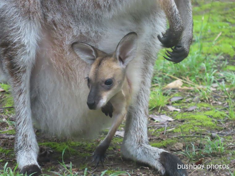 red necked wallaby_joey04_garden_durranbah