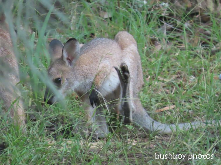 red necked wallaby_joey08_garden_durranbah