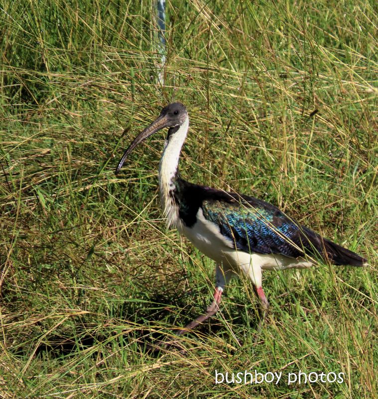 straw-necked ibis_named_caniaba_april 2020